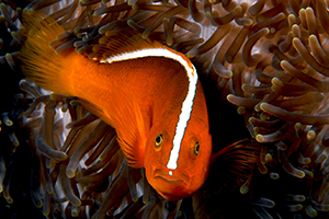 Amphiprion sandaracinos